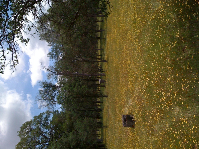 Wild flowers at the oak savanna