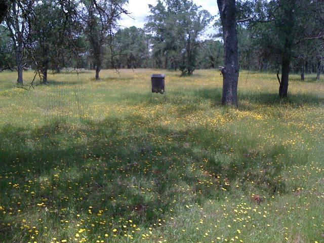 Wild flowers and littler bag at the oak savanna