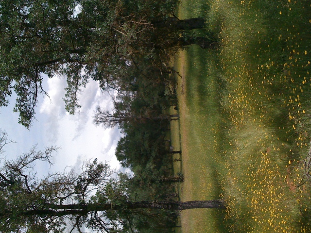 Wild flowers at the oak savanna