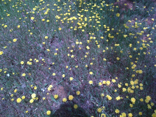 Dandelions at the oak savanna