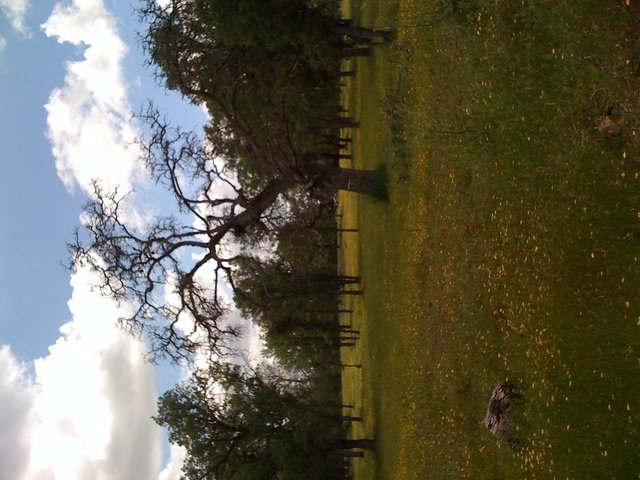 Wild flowers, dead oak and clouds