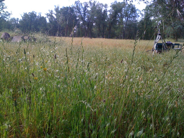Grasses gone to seed and LI-6400