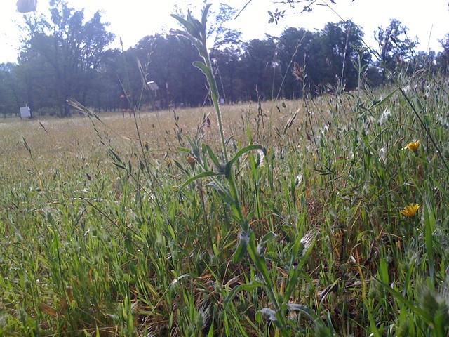 Grasses gone to seed
