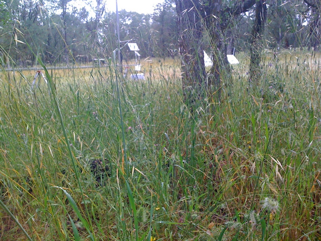 Close up of grasses gone to seed at oak savanna