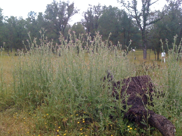 A patch of thistles at the oak savanna