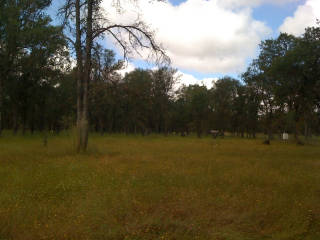 Oak savanna with dead oak and clouds