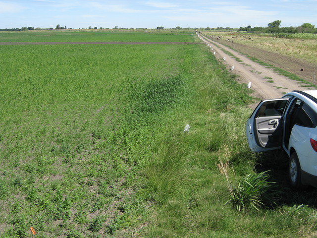 Sheep and marker bags along the rice field edge