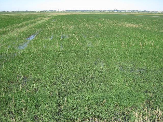 Weedy flooded rice field