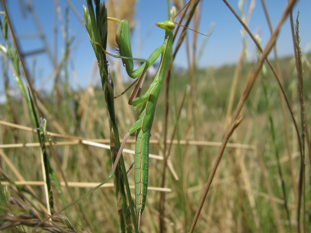 Large green praying mantis at Twitchell Rice