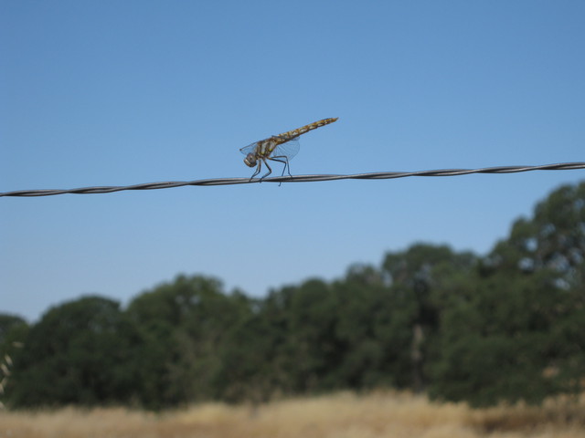 Dragonfly on a fence wire