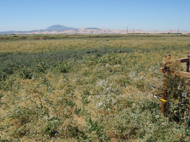 Mt Diablo from Sherman pasture