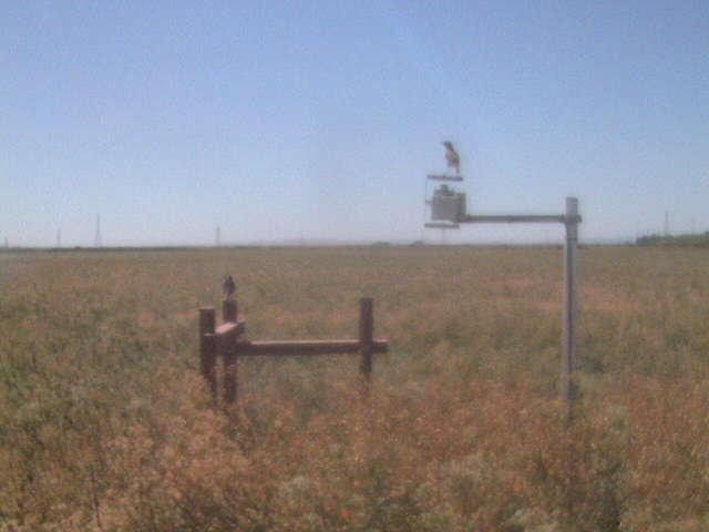 Birds on fence and shadow band