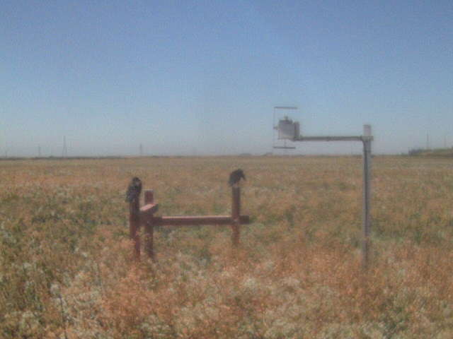 Crows on the fence.