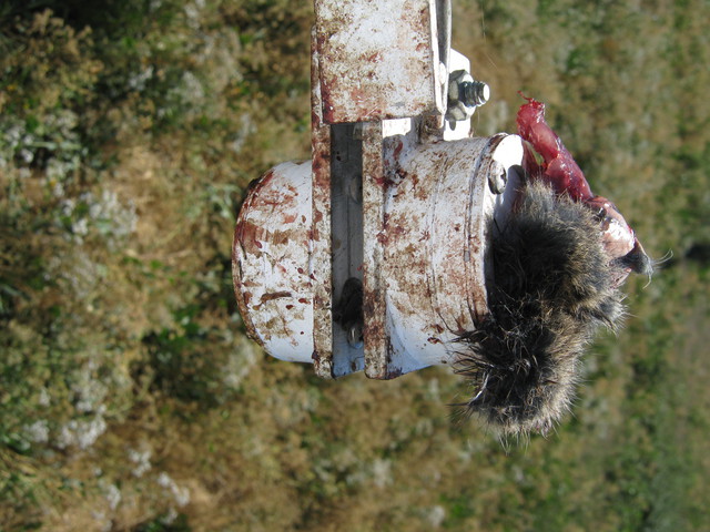 Half eaten rodent on LED NDVI sensor