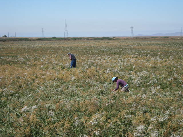 Dennis and Jaclyn in the field.