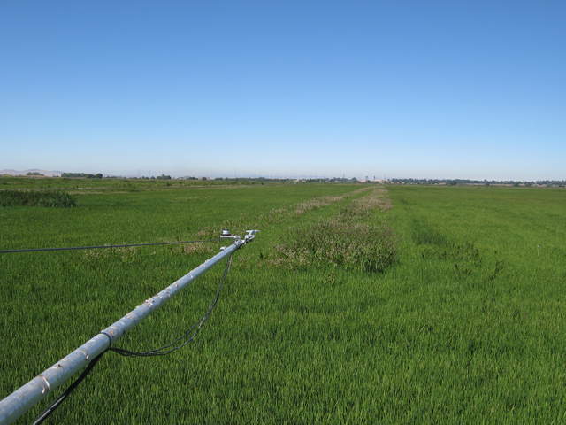 Radiometer boom over rice paddy