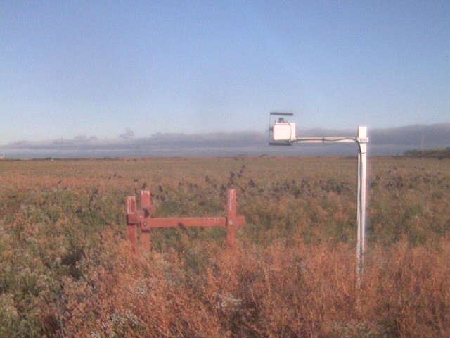Black birds in the field.