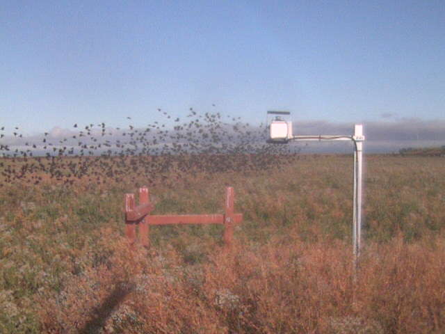 Black bird flock