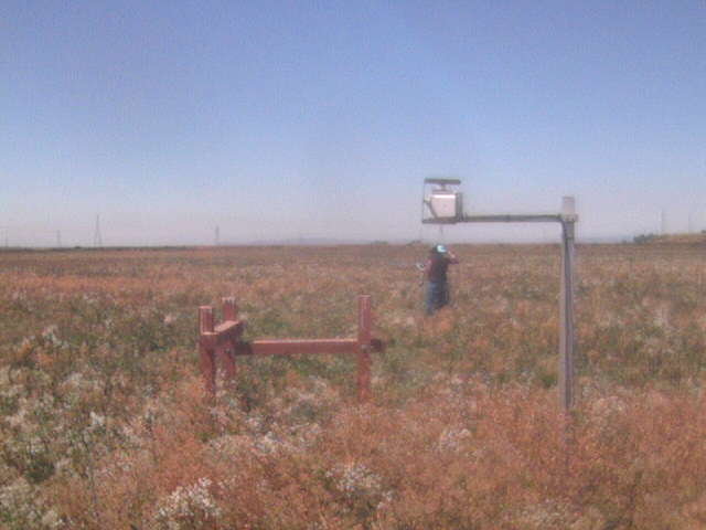 Fieldwork at the cow pasture