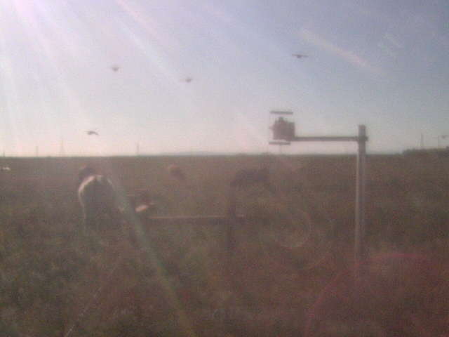 Birds, cows and fieldwork