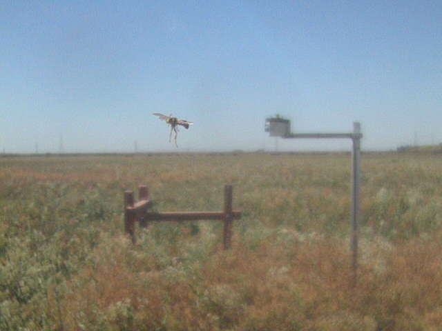 Wasp in flight