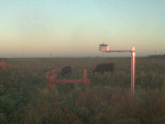 Cows grazing at dawn