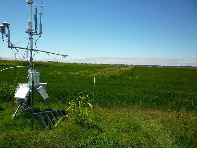 Twitchell rice eddy tower and rice field