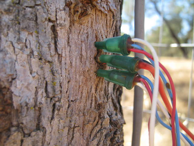 Sap flow needles installed in an oak trunk