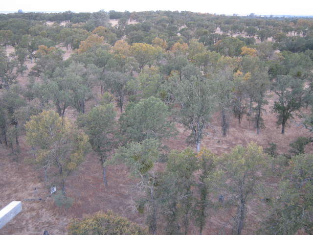 View of oak trees changing color from the tower