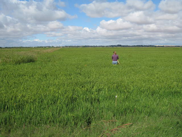 Jaclyn making measurements in the rice field