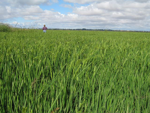 Jaclyn making measurements in the rice field