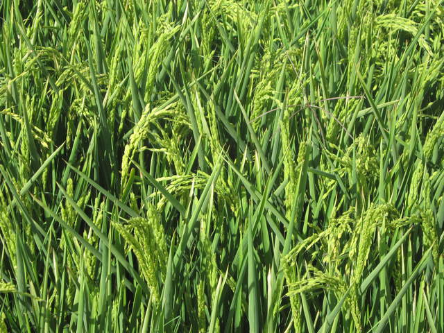 Seeds on rice plants