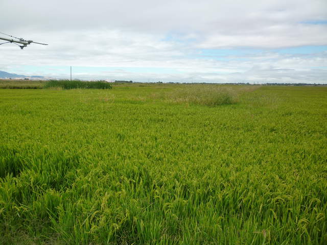 Rice field heavy with seed