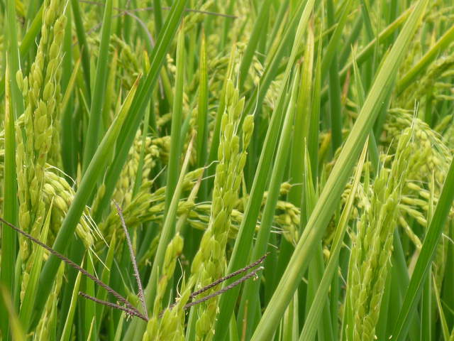 Close up of rice seeds