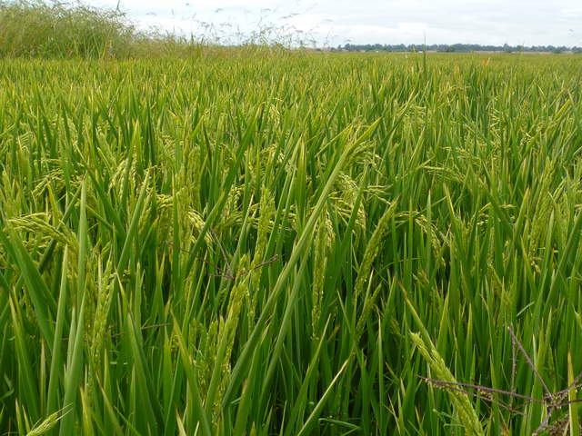 Rice seeds in the field