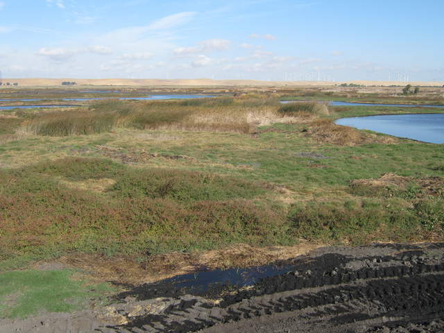 Existing tule patches to the northwest