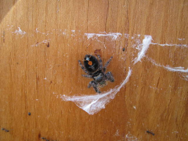 Jumping spider with orange dot