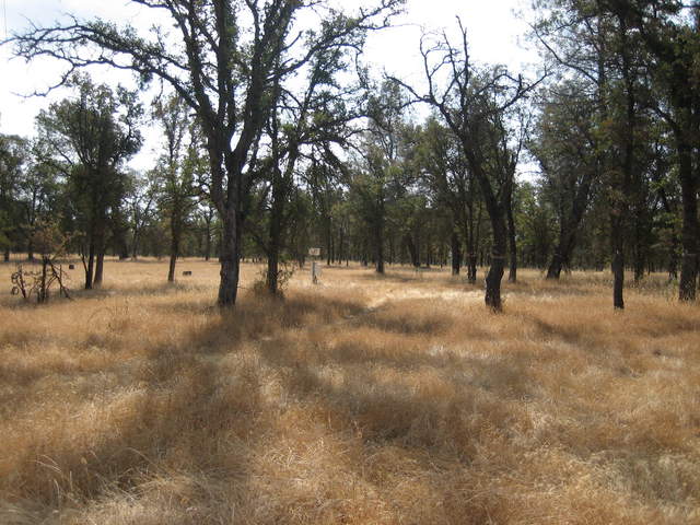 Brown grass and green trees at Tonzi