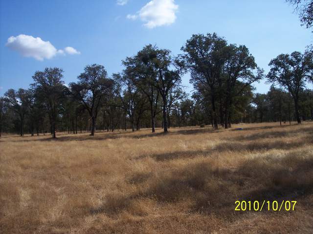 View of the oak savanna with dead grass