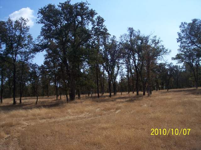 View of the oak savanna with dead grass