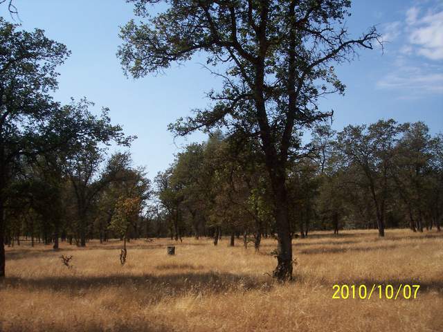 View of the oak savanna with dead grass and cow waterer