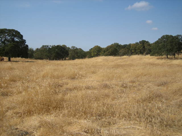 Grass and trees at Vaira