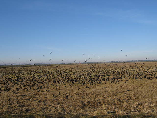 Large flock of yellow headed and red wing black birds on the rice field
