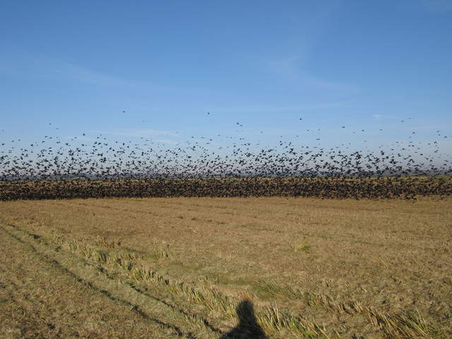Large flock of yellow headed and red wing black birds leaving the rice field