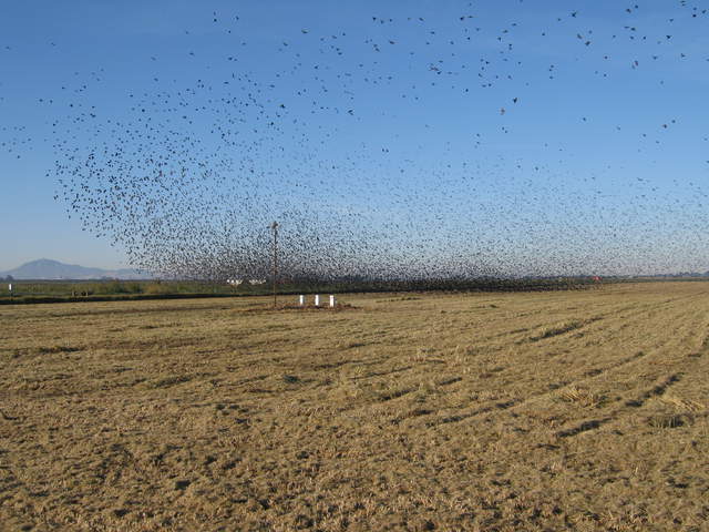Large flock of yellow headed and red wing black birds leaving the rice field
