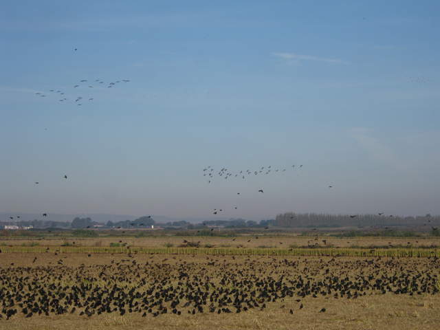 Blackbirds on the ground geese in the air