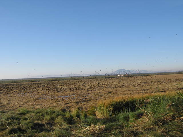 Flock of blackbird on fallow rice field with Mt Diablo in the back ground