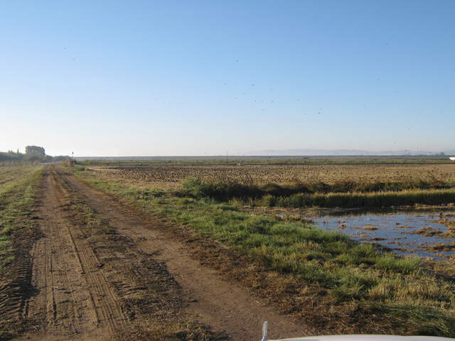 Dirt farm road and blackbirds on the field