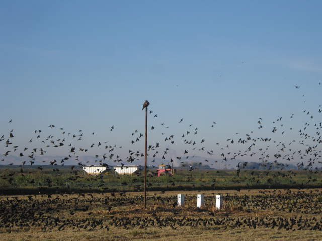 Hawk on a post surrounded by a blackbird flock