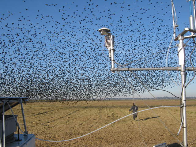 Joe chasing a flock of blackbirds